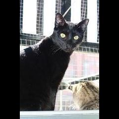 Azahar.  Gato en adopcion que busca casa. Azahar.  Gato en adopcion que busca casa.