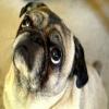 Pug