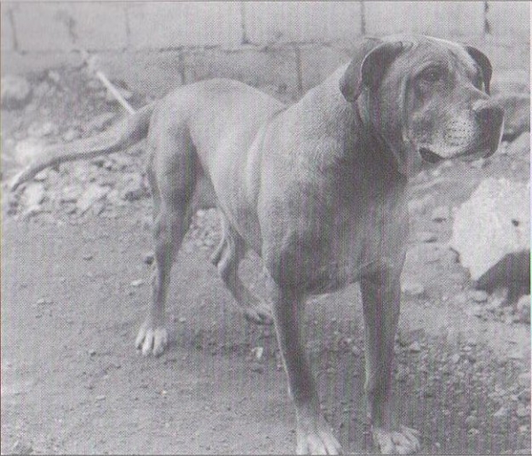 Dogo Canario. Colorado Colorado, 1975 Ejemplar típico de la línea de Juan Santana Álamo. Descuella la excelente proporción de la cabeza y su expresión Dogo Canario. Colorado Colorado, 1975 Ejemplar típico de la línea de Juan Santana Álamo. Descuella la excelente proporción de la cabeza y su expresión