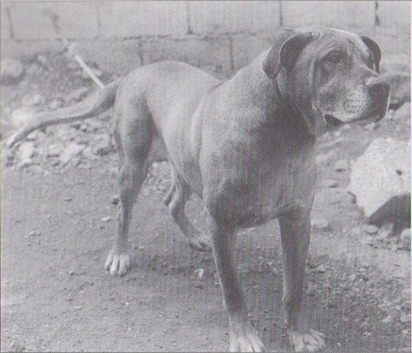 LA ISLA DE LOS VOLCANES - Dogo Canario. Colorado  Colorado, 1975 Ejemplar típico de la línea de Juan Santana Álamo. Descuella la excelente proporción de la cabeza y su expresión