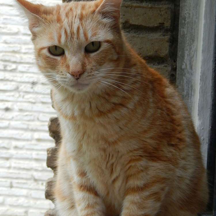 Dorito. Gato en adopcion que busca casa.
