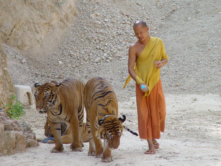 Rescatan varios tigres en Tailandia de un templo vinculado al tráfico ilegal de vida silvestre.
