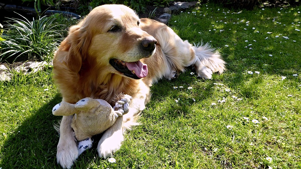 Los perros guía, unos compañeros tremendamente necesarios Perro Golden Retriever con un juguete tumbado en el campo