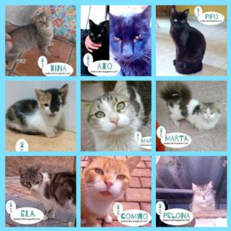 CUENCANIMAL Asociación Protectora de Animales - Tina.