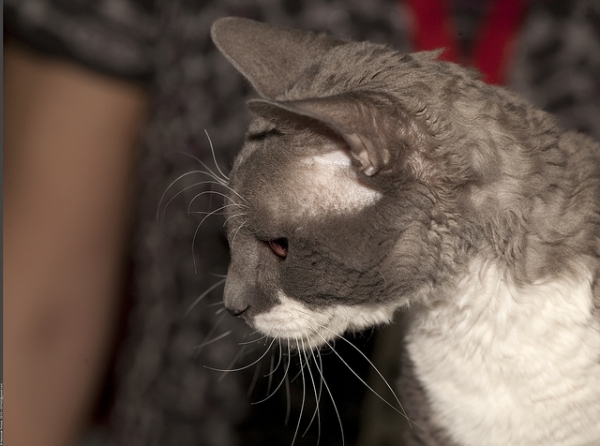 PETSmania - Ural Rex de Pelo Corto. por Nickolas Titkov