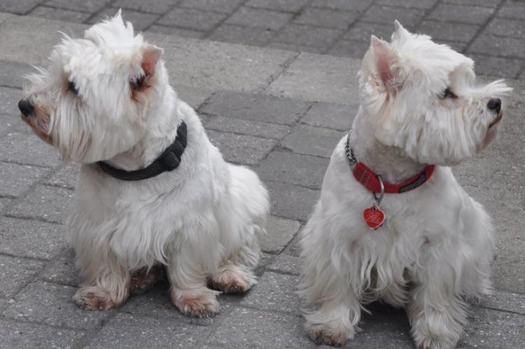 Como es la raza de perro West Highland White Terrier Dps West Highland White Terrier