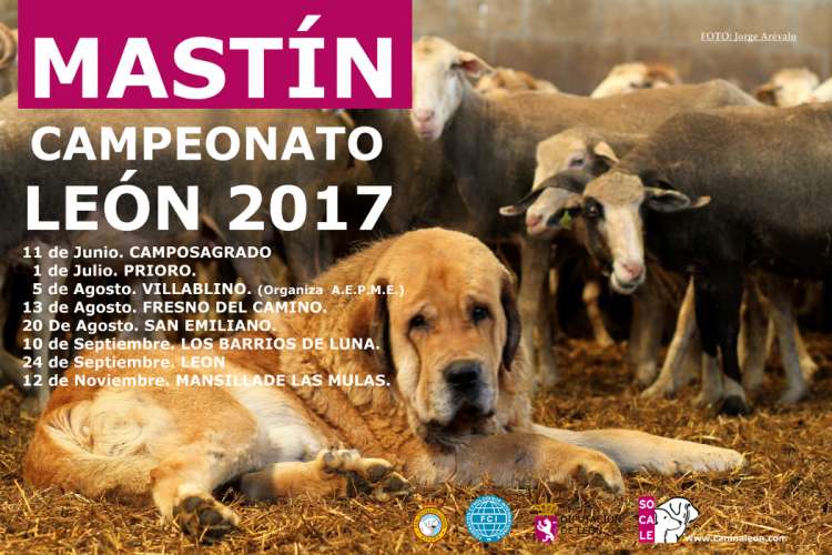 MASTÍN CAMPEONATO LEÓN 2017