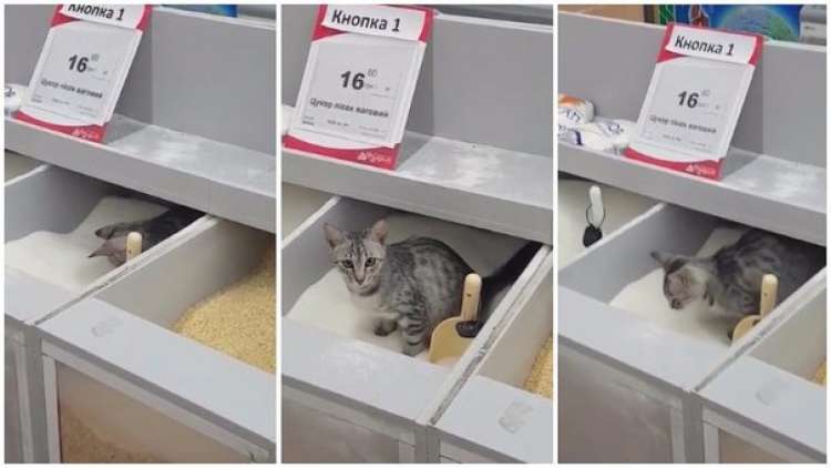 PETSmania - Gato confundido entra al contenedor de azúcar creyendo que es caja de arena
