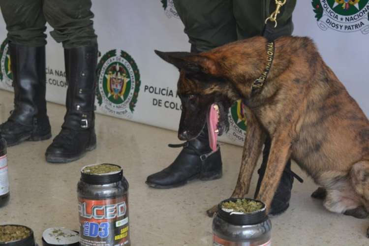 Pastor Holandés. Jalisco  el agente canino de la Policía Antinarcótico de Montería (El Heraldo)