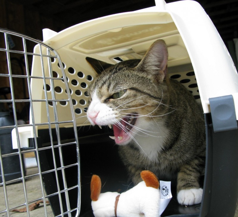 PETSmania - Consejos para acostumbrar a un gato a viajar.