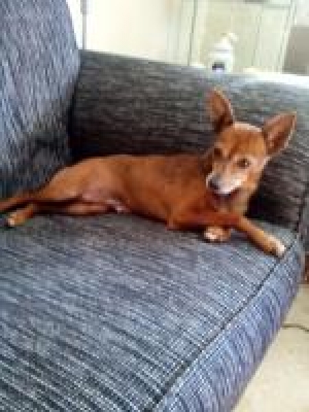 CUCA.  Perro en adopcion que busca casa.