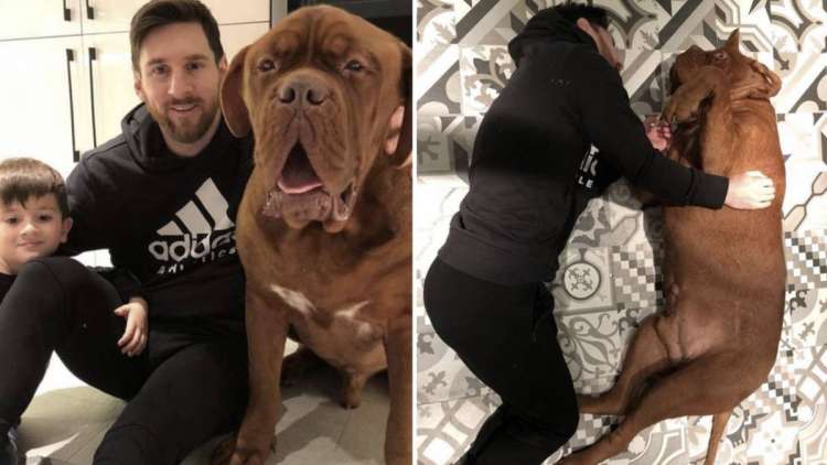PETSmania - Messi arrasa en las redes con la foto de su enorme perro Hulk