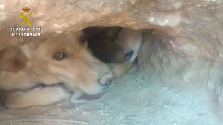 PETSmania - Una perra de raza labrador tuvo una camada con nueve cachorros y los cuidaba en el interior de un agujero o madriguera excavado en el suelo.