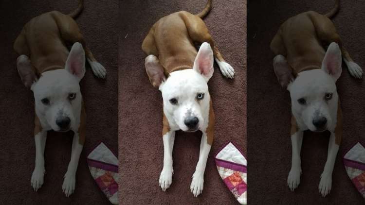 Jax el perro de Ashley McCall fue robado (Facebook Ashley McCall)