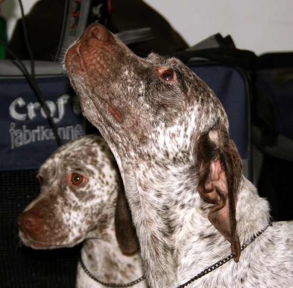 Braco del Borbonesado. Pleple2000 Braco del Borbonesado. Pleple2000