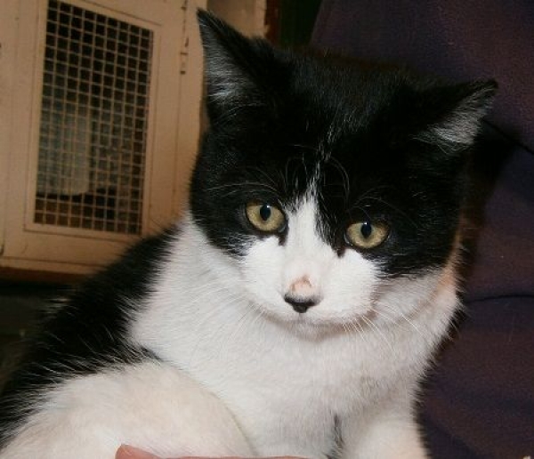 Victor.  Gato en adopcion que busca casa.