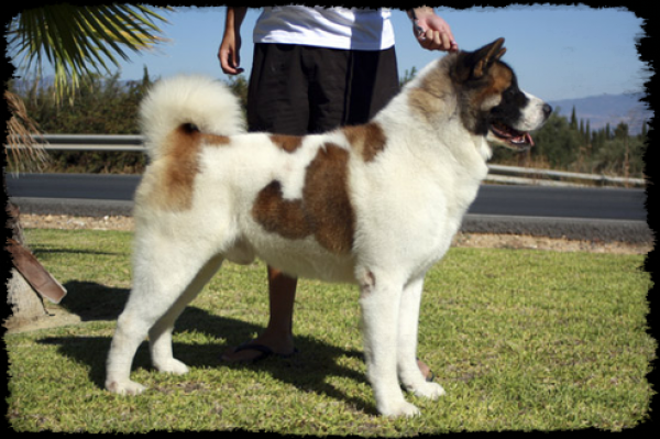 Akita Americano. Zasen Shadow