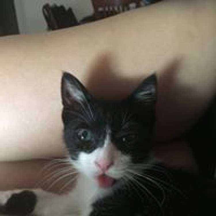 Delta. Gato en adopcion que busca casa. Delta. Gato en adopcion que busca casa.