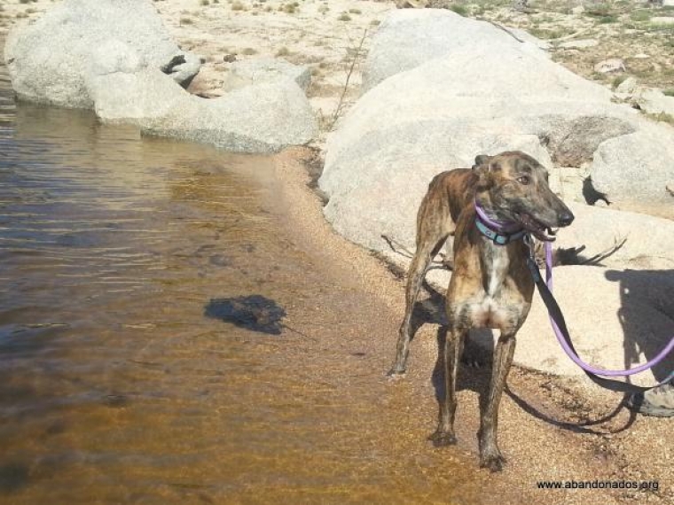 Galgo Español. Rey. 