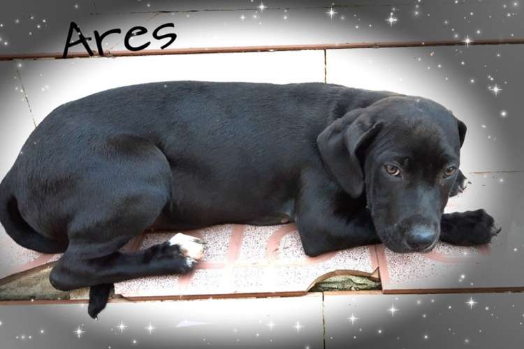 Perro mestizo. Ares.