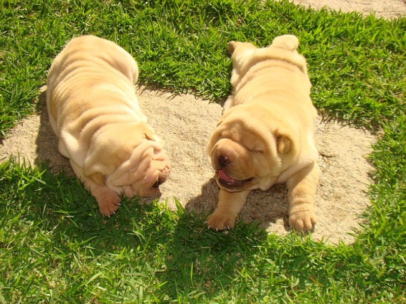Shar Pei.