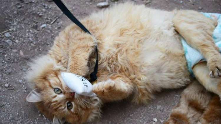 El gato que busca hogar (Foto Facebook Garfield el ladrón de corazones)