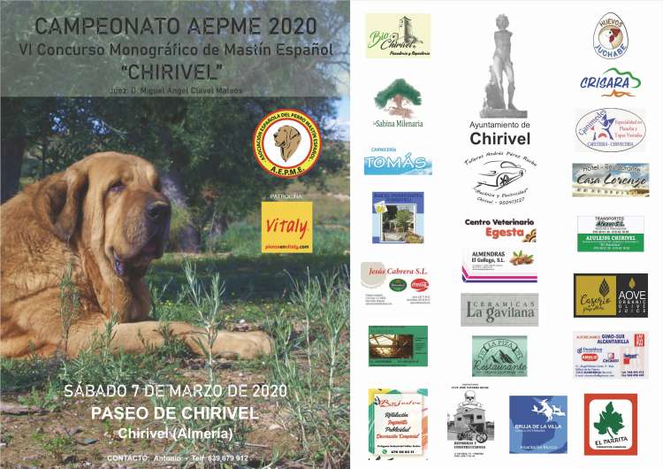 Asociación Española del Perro Mastín Español - Belleza. VI CONCURSO MONOGRÁFICO DEL MASTÍN ESPAÑOL CHIRIVEL (Almería   España)