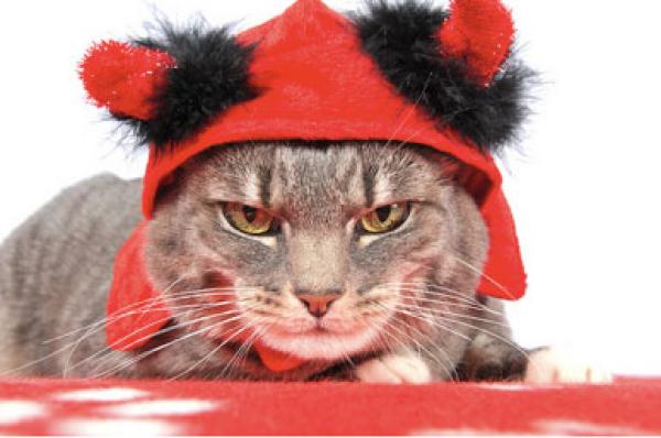 Ante esta situación en ocasiones nuestro gato se convierte en un pequeño demonio...