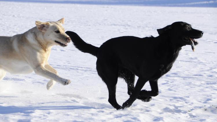 Como es la raza de perro Labrador Retriever Labrador Retriever. Dos Labradores Retriever corriendo