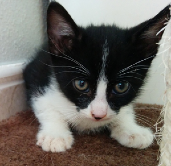 Adalinillo.  Adalinillo.