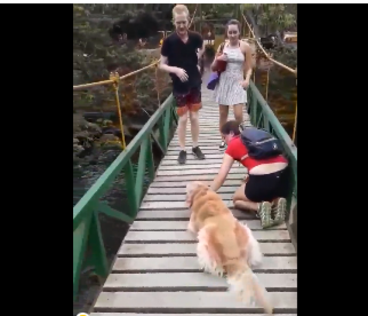 Dueña enseña a su perro como cruzar un puente colgante (Foto Captura del vídeo) Dueña enseña a su perro como cruzar un puente colgante (Foto Captura del vídeo)