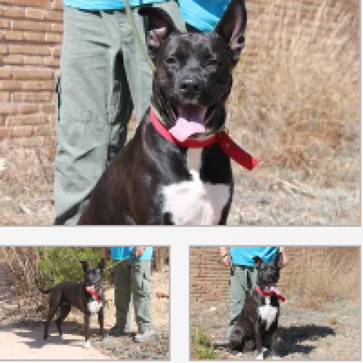 Perro mestizo. Titia (45).