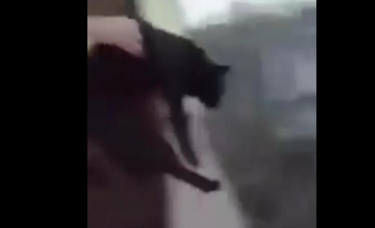 Joven lanza a un gato desde un cuarto piso y lo publica en redes sociales