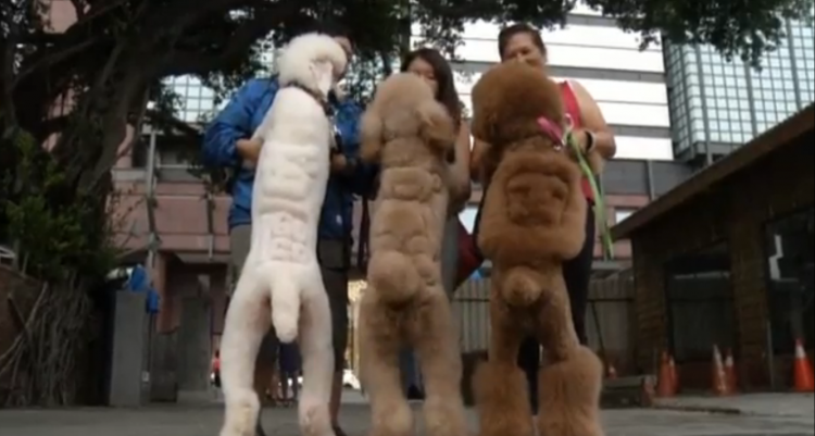 Trasformar a las mascotas mediante un corte de pelo.