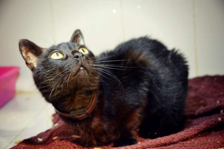 Audrey. Gato en adopcion que busca casa. Audrey. Gato en adopcion que busca casa.