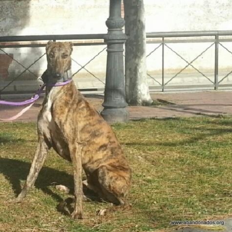 Galgo Español. Rey. 