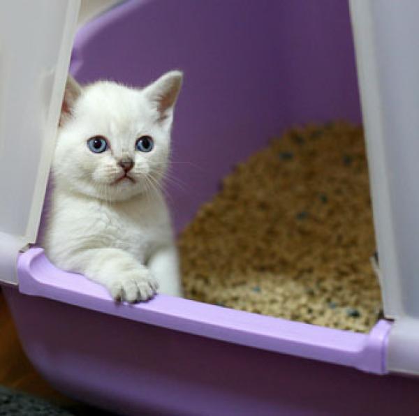 `Si se limpian las heces de la bandeja todos los días no pueden transmitir la enfermedad´