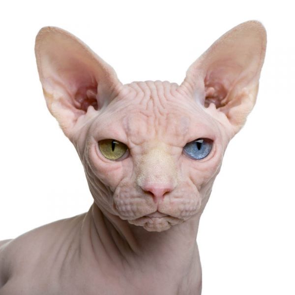 Sphynx.  Sphynx.
