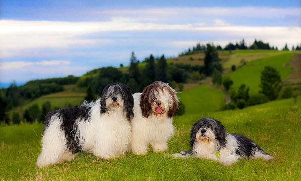 Perro de Pastor Polaco de las Llanuras. Ostoja z Norma