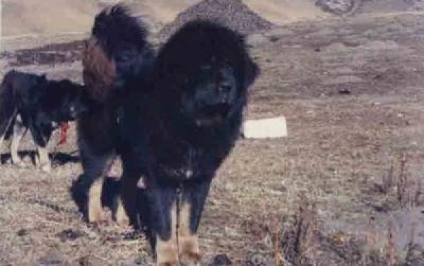 Dogo del Tibet. Tibetano original tipo hequ