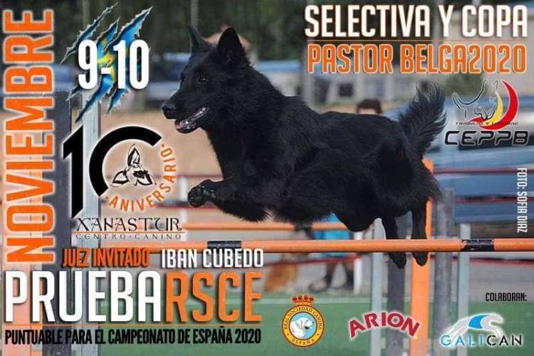 Agility. Prueba RSCE Y Selectiva del Pastor Belga (Asturias   España)