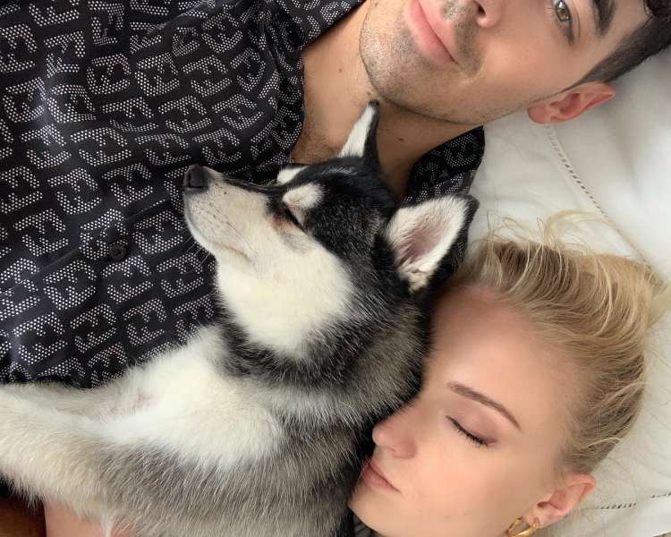 PETSmania - Joe Jonas y Sophie Turner junto a su cachorro fallecido (Fuente  Instagram)
