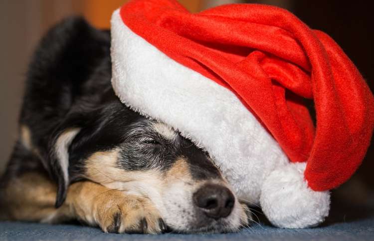 Perro durmiendo con gorro de Navidad