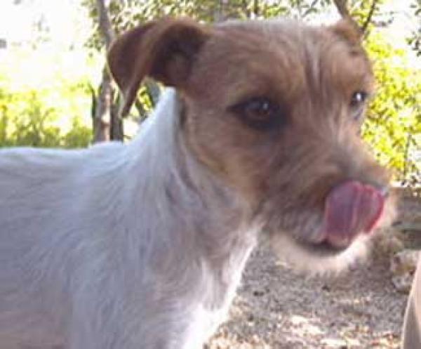 Parson Russell Terrier. Carácter: La diversión está asegurada