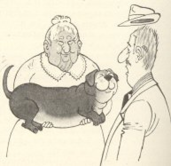 Basset Hound. Cómo es un basset hound en el día a día