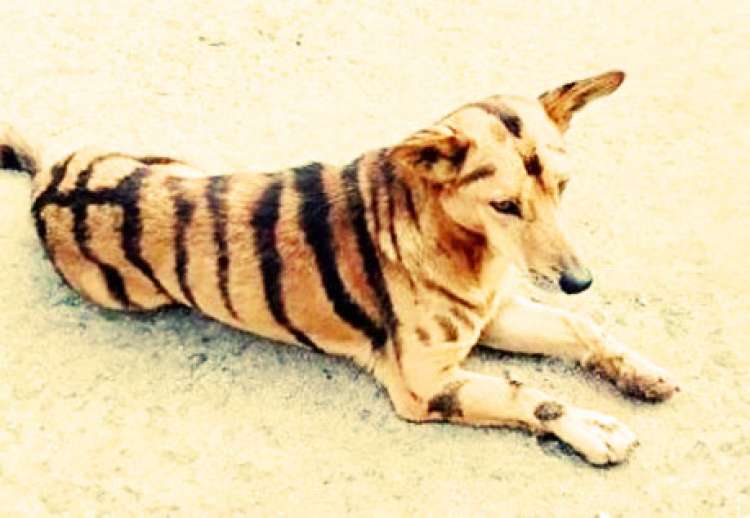 PETSmania - Perro disfrazado de tigre.