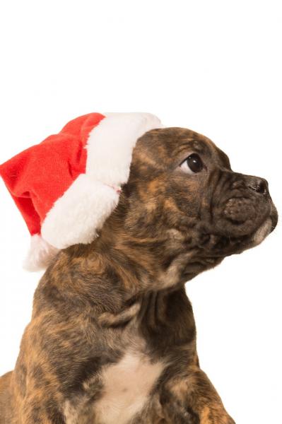 ¿Adopcion o Comprar? - Comprar un cachorro en Navidad (Parte II) Cachorro navidad