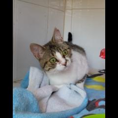 PETTIT SUISSE.  PETTIT SUISSE.