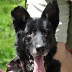 Chatarra.  Perro en adopcion que busca casa.