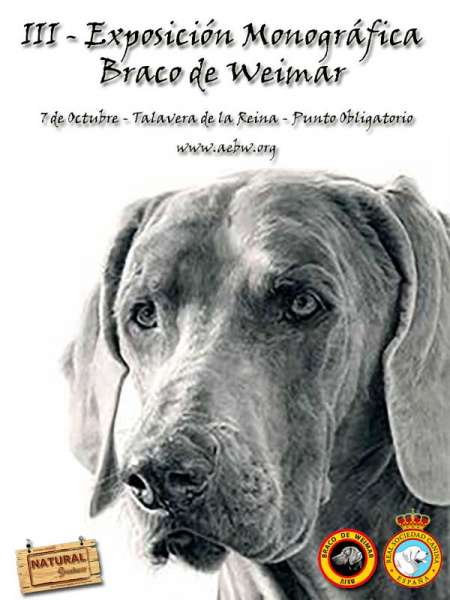 Belleza. III EXPOSICIÓN MONOGRÁFICA DEL BRACO DE WEIMAR (Toledo   España)